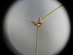 Schoenus ornithopodioides