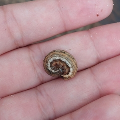 Mythimna unipuncta