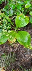 Veratrum parviflorum