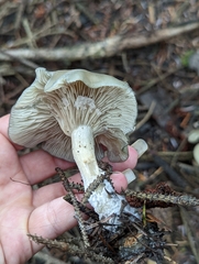 Clitocybe odora