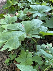 Hydrastis canadensis