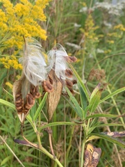 Asclepias incarnata