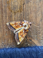 Papaipema leucostigma