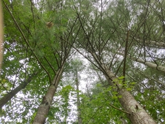 Marasmius nigrodiscus