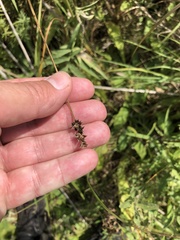 Carex muehlenbergii