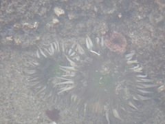 Anthopleura