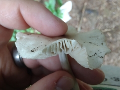 Marasmius nigrodiscus