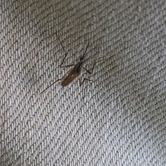 Psorophora longipalpus