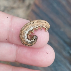 Mythimna unipuncta