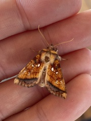 Papaipema leucostigma