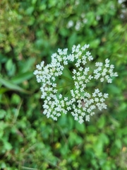Pimpinella