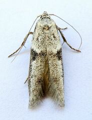 Blastobasis glandulella