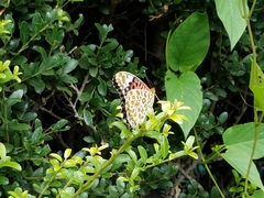 Argynnis hyperbius