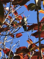 Hylocharis chrysura