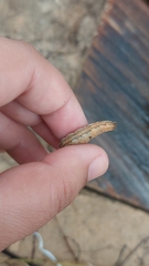 Mythimna unipuncta