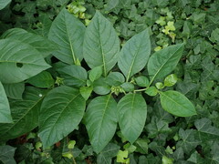 Atropa belladonna