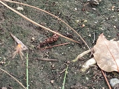 Araneae