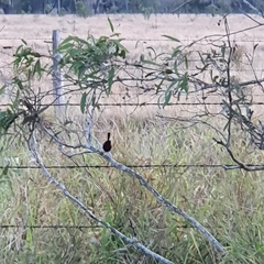 Malurus melanocephalus