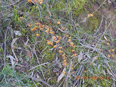 Daviesia leptophylla