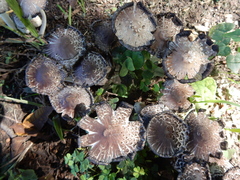 Coprinopsis variegata