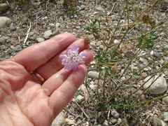 Dipsacoideae