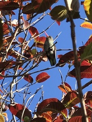 Hylocharis chrysura