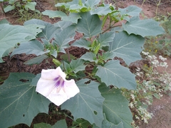 Datura discolor