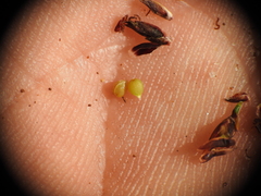 Schoenus ornithopodioides