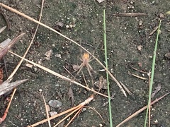 Araneae
