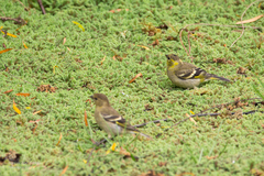 Spinus barbatus