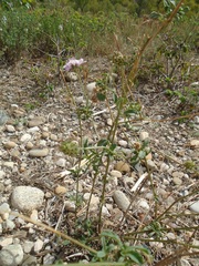 Dipsacoideae