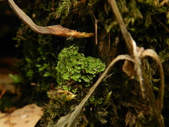 Cladonia ochrochlora