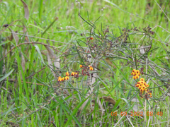 Daviesia leptophylla