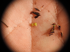 Schoenus ornithopodioides