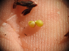 Schoenus ornithopodioides