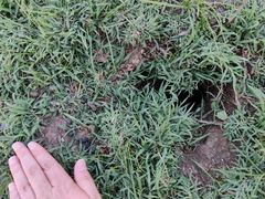 Spermophilus citellus