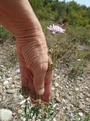 Dipsacoideae
