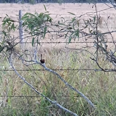 Malurus melanocephalus