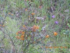 Daviesia leptophylla