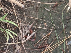 Araneae
