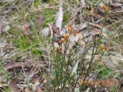 Daviesia leptophylla