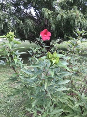 Hibiscus coccineus