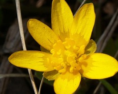 Ficaria verna