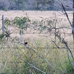 Malurus melanocephalus