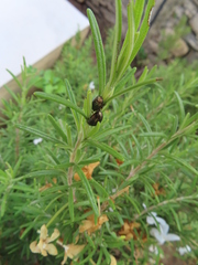 Chrysolina americana