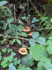 Paralepista flaccida