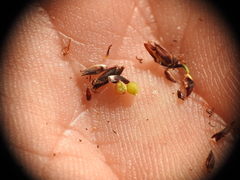 Schoenus ornithopodioides