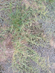 Bouteloua aristidoides