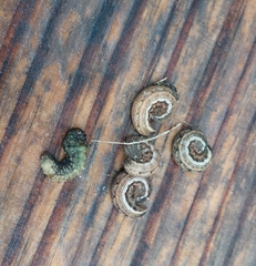 Mythimna unipuncta