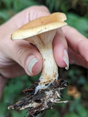 Paralepista flaccida